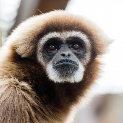 Withandgibbon - De Zonnegloed - Dierenpark - Dieren opvangcentrum - Sanctuary